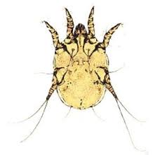 Image result for what do otodectes cynotis look like in dog fur