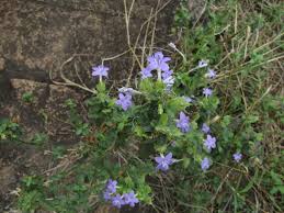 Image result for Barleria spinulosa