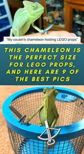 This Chameleon Is The Perfect Size For Lego Props And Here Are 9 Of The Best Pics In 2020 Cool Pictures Pics Baby Animals
