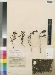 Image result for Stemodiopsis buchananii