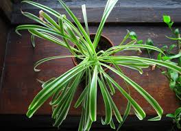 It thrives in dry, hot conditions and can withstand long periods of time the environment plays a large part in the agave's health. 11 Ways To Save A Dying Plant Bob Vila