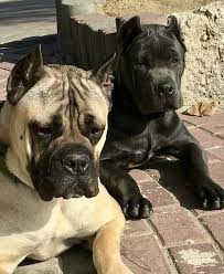 remy habasque adli kullanicinin gentil le toutou panosundaki pin cane corso yavru kopek buyuk kopekler