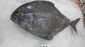 Ikan bawal merupakan salah satu ikan yang banyak dibudidayakan di indonesia. Mengenal Ikan Bawal Hitam Lebih Dekat Ikanpedia