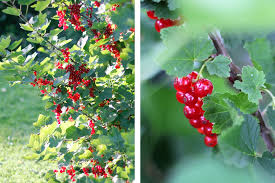 Wie bei allen sorten sollten beeren vollreif sein, dann haben sie das beste aroma. Susse Beeren Selber Anbauen Und Wahrend Monaten Ernten