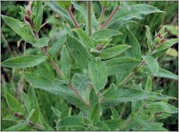 Image result for Epilobium hirsutum