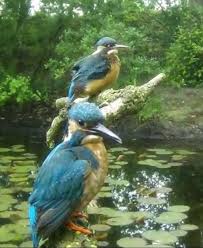 Water Birds Of Northern Indiana Pin On Birds