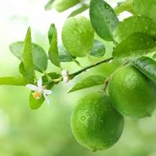 Image result for Citrus × aurantiifolia