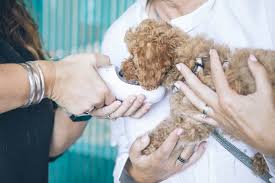 How To Bring Water For Your Dog On A Walk Puptraveller