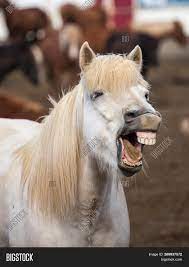 Maybe you would like to learn more about one of these? Funny Icelandic Horse Image Photo Free Trial Bigstock