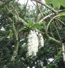 Image result for Mystacidium