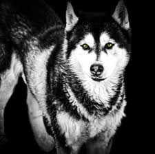 Kampong dogs with multiple names we used to call them in the past 山顶狗/swa deng  gao/swa ba gao/ya gao. My dad told us kampong dogs that have blue  spots/patches