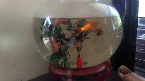3 likes · 2 talking about this · 3 were here. Ikan Koi Dalam Akuarium Bulat Youtube