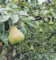 Check spelling or type a new query. Cutting Down Pear Trees The Martha Stewart Blog