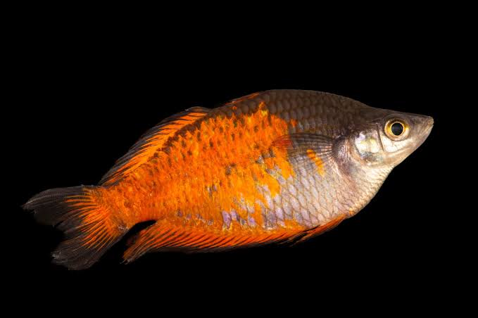 Parkinson's Rainbowfish (Melanotaenia parkinsoni) - Joel Sartore