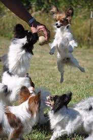 Black And White Papillon Puppy Papillons Love My Papllion He Is Black And White And A Lot Of Fun Papillon Puppy Papillon Dog Papillion Dog