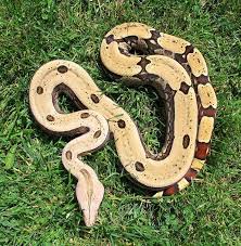 Boa Constrictor Morph Boa Constrictor Cute Reptiles Pet Snake
