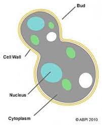 The Humble Yeast Friend Or Foe Yeast Cell Wall Foe