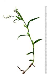 Image result for Aneilema