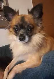 She climbs up one the couch. More Long Hair Chihuahuas I Love My Chi