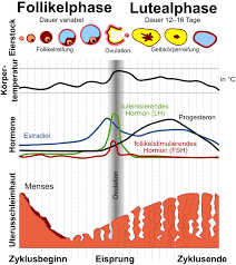 Wann findet der eisprung statt? Temperaturmethode Wikipedia