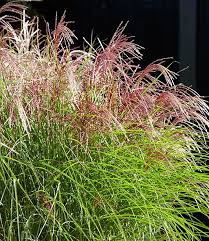 Miscanthus Red Cloud 1a Graser Kaufen Baldur Garten Ziergras Winterharte Graser Pflanzen