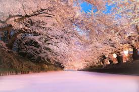 Benar, suasanya tidak jauh beza dengan negara korea atau jepun. Jejak Sakura Di Bumi Jepun Ini 8 Lokasi Terbaik Untuk Anda Melihatnya