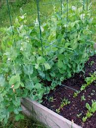 Eat peas, sugar snaps, sprouts, and tendrils within a day or two of buying them. Advantages Of Growing Podded Peas In Raised Bed Diy Morning Growing Peas Growing Vegetables Growing Food