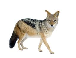 It ranges southward to abyssinia, and eastward, in southern asia, to farther india. Jackal Definition Und Bedeutung Collins Worterbuch