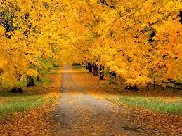 Check spelling or type a new query. 72 Autumn Hd Wallpapers On Wallpapersafari