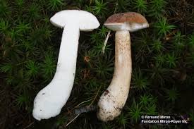 Image result for Boletus variipes