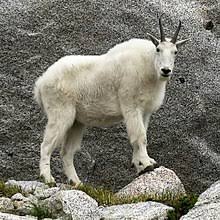 mountain goat wikipedia