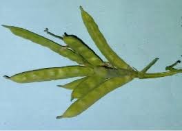 Image result for Cyamopsis serrata