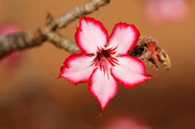 Image result for Adenium multiflorum