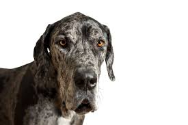 Don't miss what's happening in your neighborhood. 15 Things I Didn T Know Until I Owned A Great Dane Great Dane Care