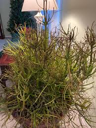 Take a cutting of a green branch around 6 inches long, and. Dying Please Help My Pencil Cactus Succulent Has Been Drying Out From The Top Down And Dying I Have Trimmed It Water It Frequently And It Still Seems To Be Dying Please