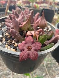 Image result for Stapelia