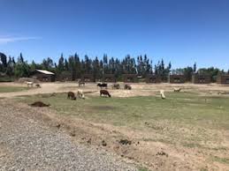 Check spelling or type a new query. Tour Herbivoros Picture Of Parque Safari Admission Ticket Rancagua Tripadvisor