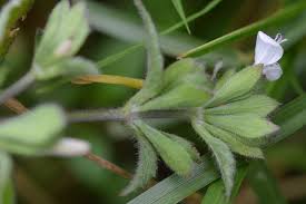 Image result for Hypoestes triflora