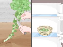 Make sure that the brussels sprouts are displayed chilled. How To Regrow Brussels Sprouts 14 Steps With Pictures Wikihow
