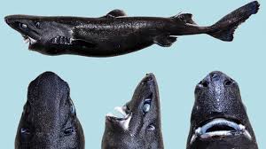 Der grönlandhai ist noch wenig erforscht. Das Langlebigste Tier Ist Der Gronlandhai Oder Eishai Wissen Sz De