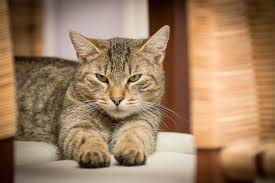 Straining to urinate or defecate. 4 Types Of Cat Cancer And Their Common Symptoms Rau Animal Hospital