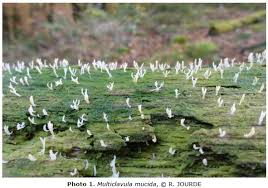 Image result for Multiclavula mucida