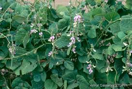 Image result for Neustanthus