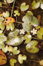 Image result for Nymphoides senegalensis