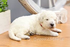Brookemarie's goldendoodle love is conveniently located in hanska, mn. Goldendoodles Minnesota Dogs Litters Puppy Adoption Brookemarie