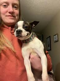 Boston Terrier's love for playing with balls and high energy level