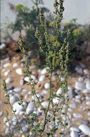 Image result for Chenopodium opulifolium
