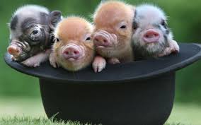Cumpara porci mangalita online pe okazii.ro. Program Pentru Dezvoltarea Raselor De Porci Bazna Si MangaliÅ£a