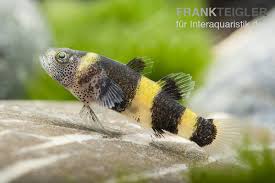 Goldringelgrundel Brachygobius Doriae Minifisch Tiere Zierfische Nano Aquarium Zierfische Tiere
