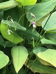 Image result for Thalia geniculata